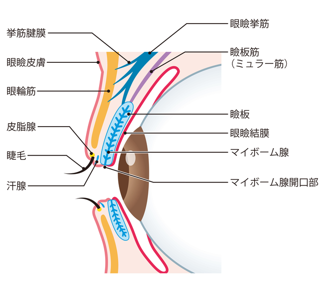 マイボーム腺