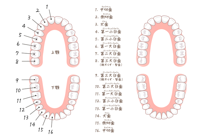 歯列番号