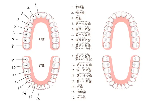 噛み合わせを治せば肩こり・頭痛が消える! 噛み合わせを治せば肩こり頭痛が消える」総院長青山健一著