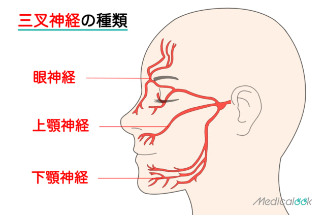 三叉神経