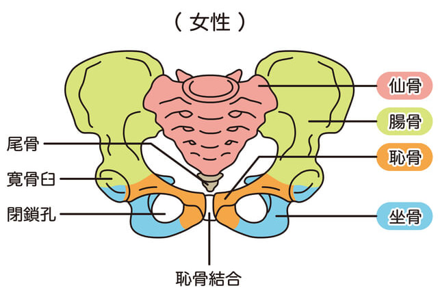 骨盤の図解