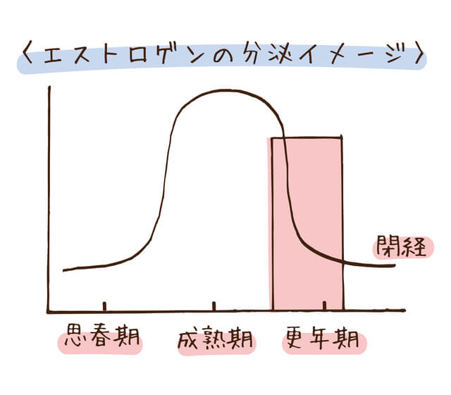 エストロゲン分泌イメージ