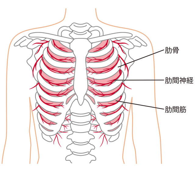 肋間神経
