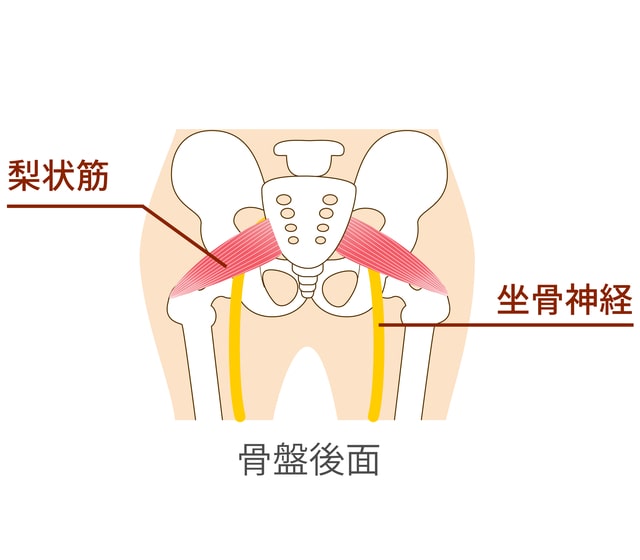 坐骨神経のイメージ